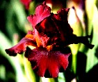 Red Zinger intermediate bearded iris